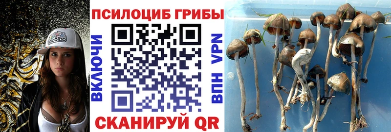 Купить где  Магас  Галлюциногенные грибы Psilocybine cubensis 